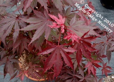 Acer shirasawanum 'Gloria' - mapleridgenursery